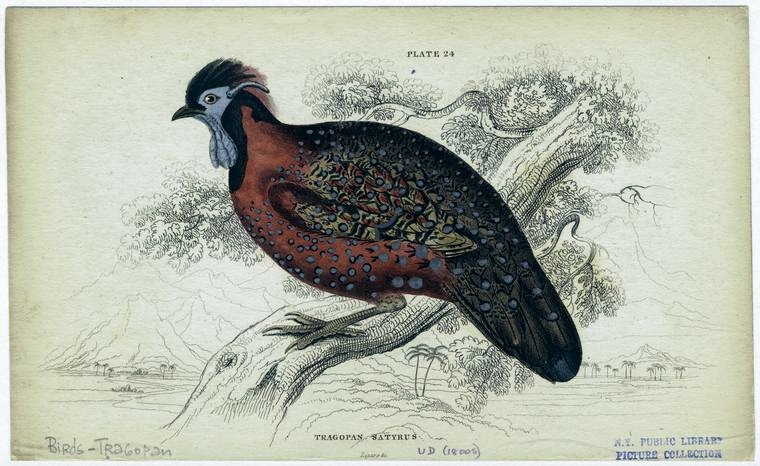 File:SatyrTragopan.jpg