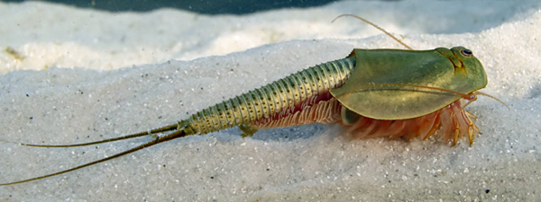 Файл:Triops australiensis.jpg