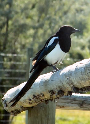 Файл:Black-billed Magpie.png