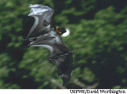 File:Guam flying fox.gif