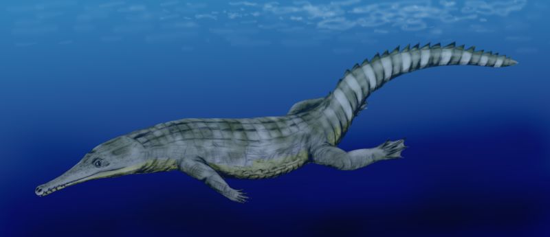 Файл:Guarinisuchus munizi.jpg