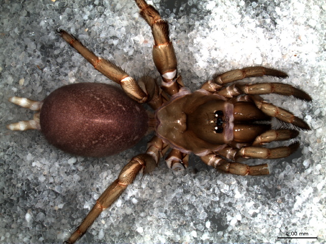 Archivo:Hebestatis sp.JPG