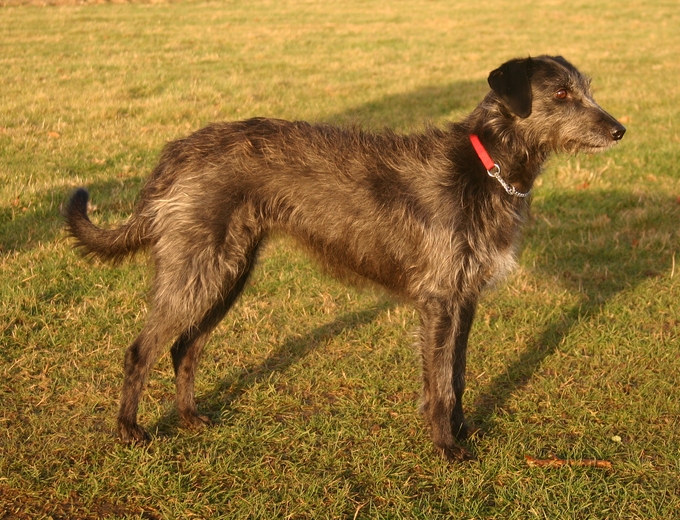 Archivo:Lurcher Image 003.jpg