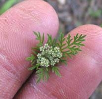 Цветущий Daucus pusillus