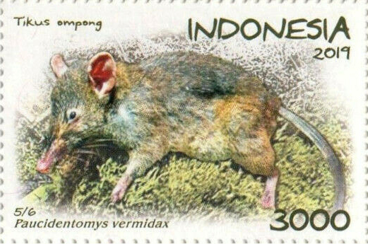 File:Paucidentomys vermidax 2019 stamp of Indonesia.jpg