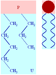 File:Phospholipid structure.png