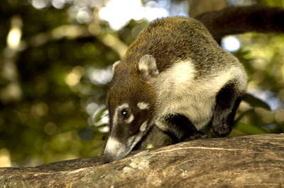 White-nosed coati in Rincón de la Vieja National Park, Costa Rica