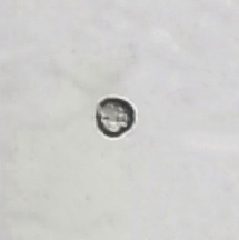 File:Pollens of Senna tora.jpg