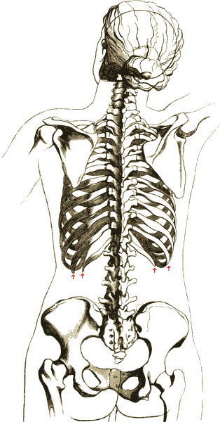 File:Skeleton woman back.png