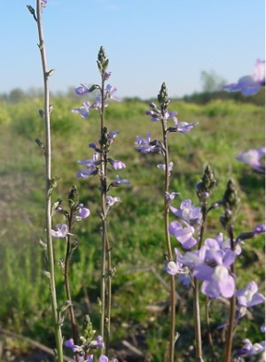 File:Toadflax-166f.jpg