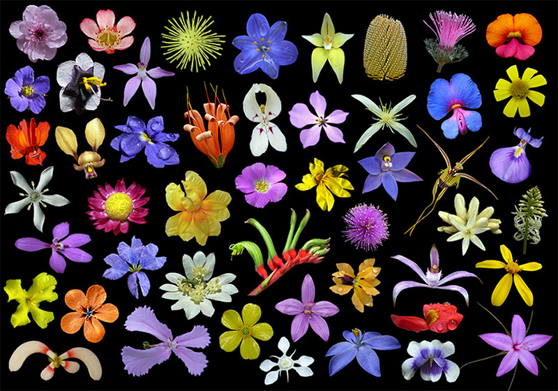 File:Wildflowers western australia.jpg