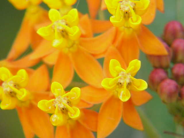 File:Asclepias curassavica12.jpg