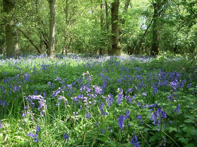 File:Bluebells in Hildersham Wood - geograph.org.uk - 430947.jpg