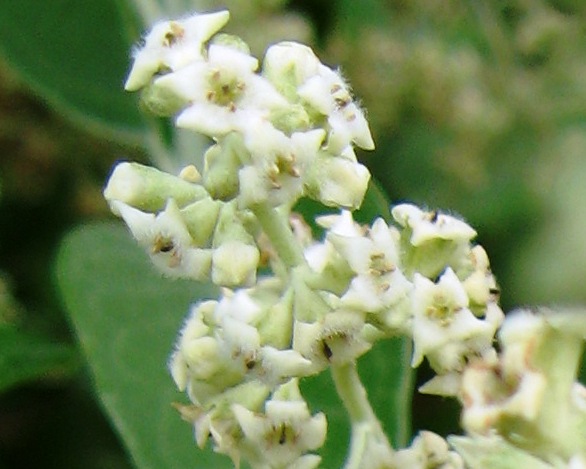 Archivo:Buddleja cordata flowers.jpg