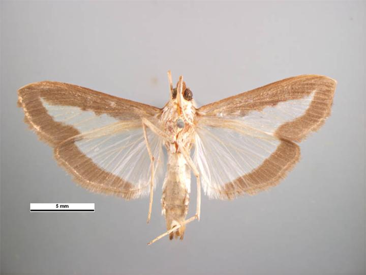 File:Diaphania indica male ventral.jpg