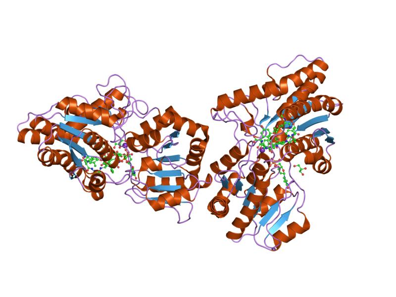 File:PDB 1rrv EBI.jpg