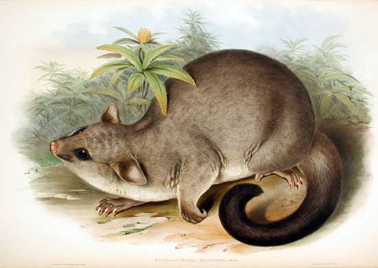 File:Trichosurus vulpecula 2 Gould.jpg