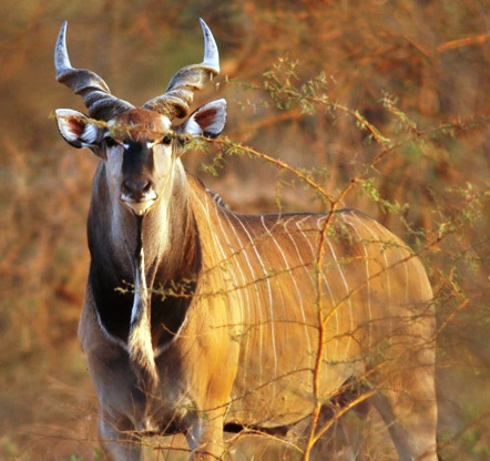 File:Western Derby Eland (Taurotragus derbianus derbianus) 3 crop.jpg