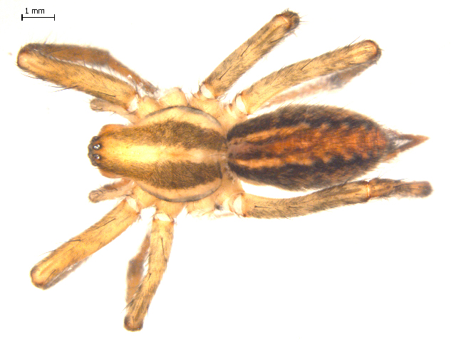 File:Agelenopsis emertoni.jpg