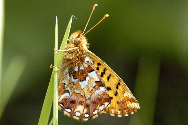 Файл:Boloria.aquilonaris.2.jpg