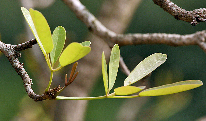 File:Leaves I IMG 4036.jpg