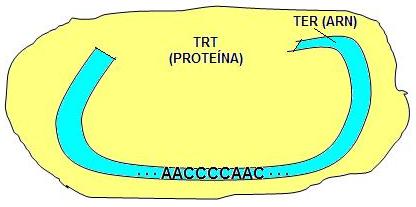 Archivo:Telomerasa.JPG