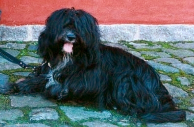 File:Tibetan-terrier-Blue-Blossom-Guldborg-Denmark.jpg