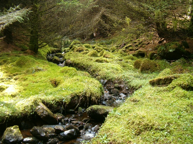 File:A mossy burn - geograph.org.uk - 157396.jpg