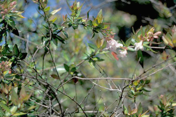 File:Abeliarandiflora1web.jpg