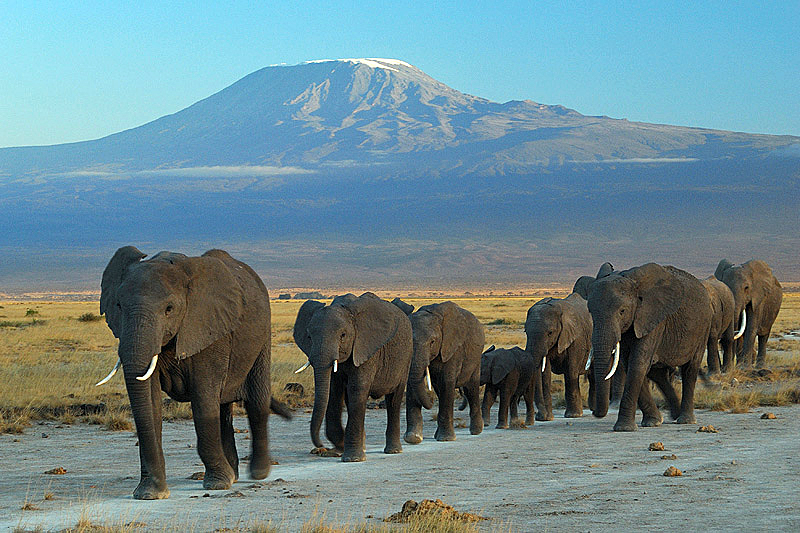 File:Elephants at Amboseli national park against Mount Kilimanjaro.jpg