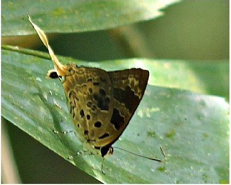 File:Plane butterfly.jpg