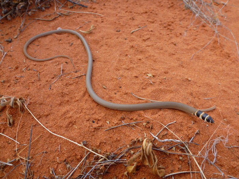 File:Delma demosa on Angas Downs IPA, NT.JPG