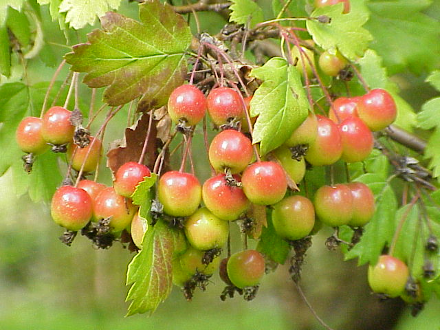 Файл:Malus florentina0.jpg