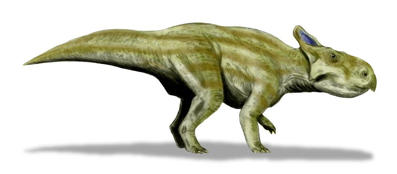 File:Montanoceratops BW.jpg