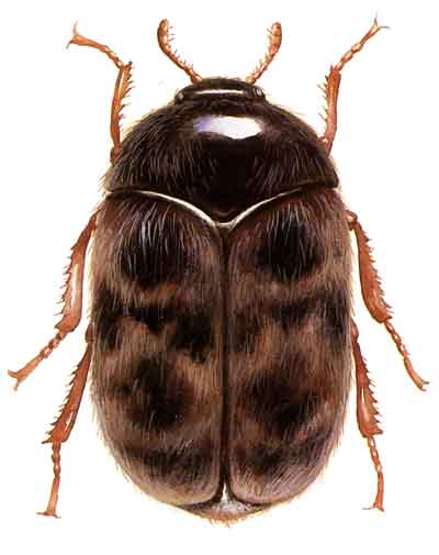 File:Khapra beetle.jpg