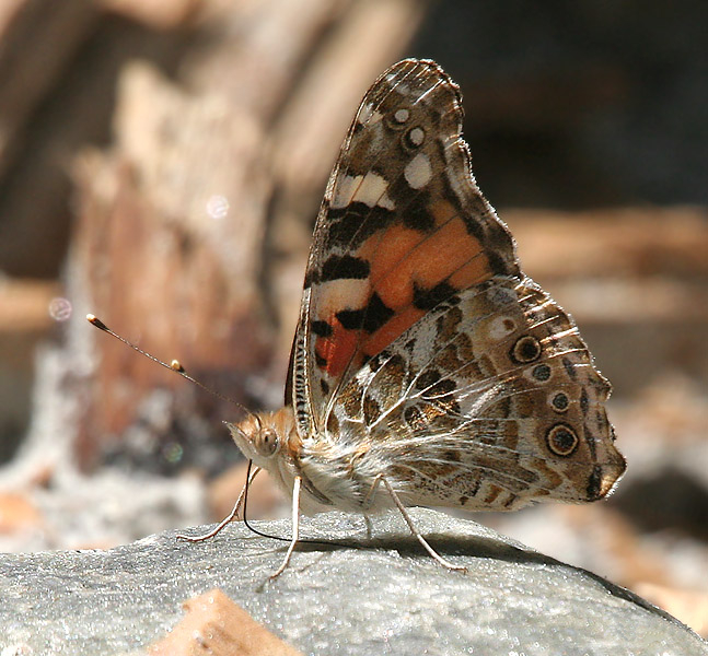 File:Painted Lady I IMG 6619.jpg