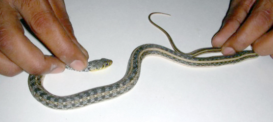 File:AB019 buff striped keelback 2.jpg