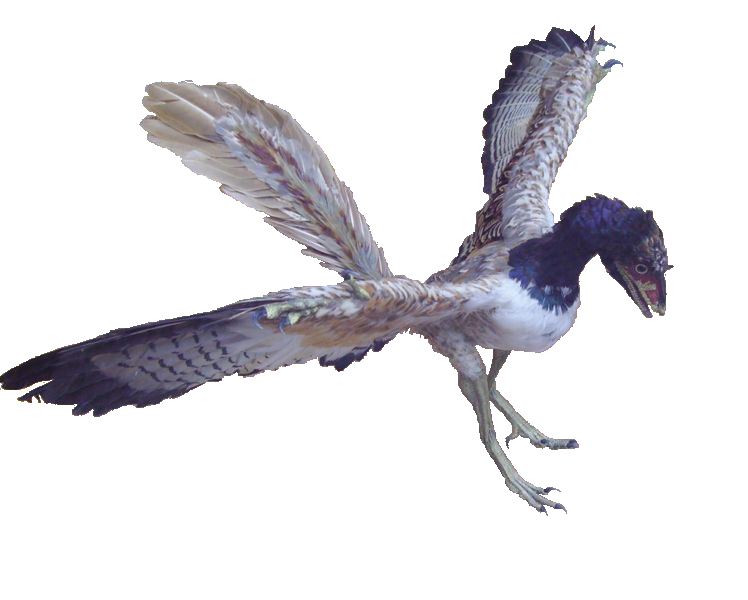 Archivo:Archaeopteryx 2B.JPG