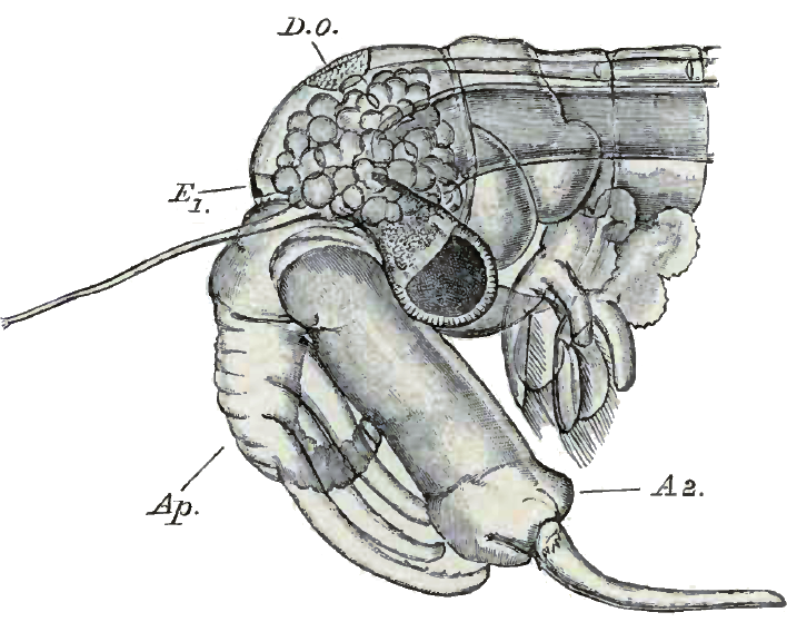 File:Chirocephalus diaphanus male head.png