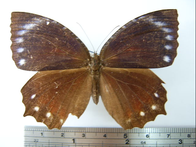 File:Elymnias hypermnestra hainana01.JPG