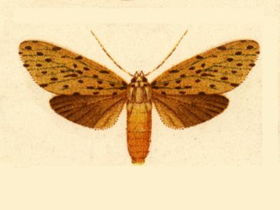 File:Eucereon ochrota.JPG