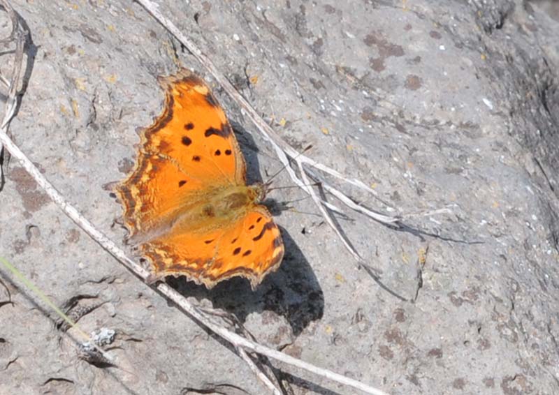 Файл:Nymphalis egea - Eastern Comma butterfly 1.jpg