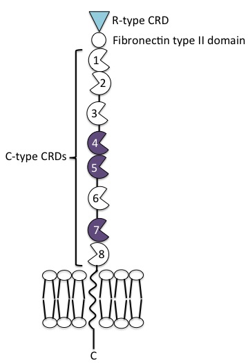 The extracellular portion of the mannose receptor contains an N-terminal cystein-rich domain, a fibronectin type II domain and 8 C-type carbohydrate recogntion domains. This is followed by a transmembrane region and a short cytoplasmic C-terminal tail