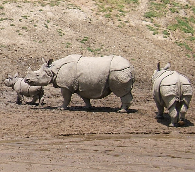 Archivo:Indian Rhinoceros.jpg