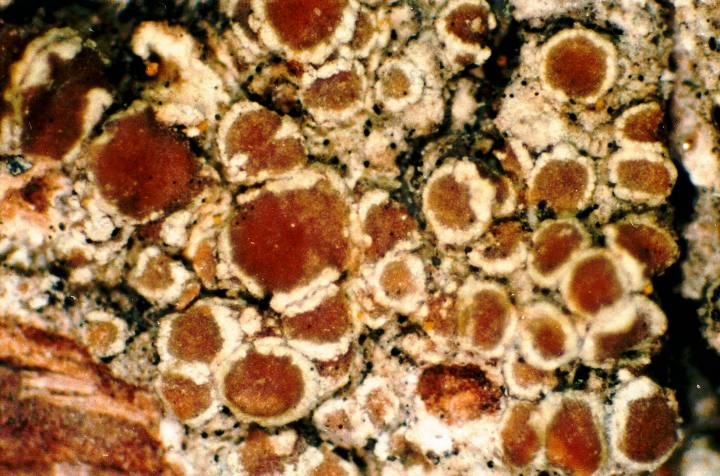 File:Lecanora expallens-3.jpg