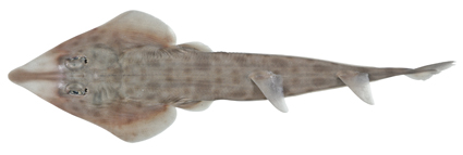 File:Rhinobatos sainsburyi csiro.jpg