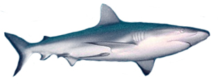 File:Shark-stub.jpg