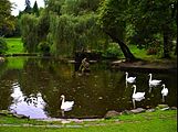 Swans in Stryiskyi Park