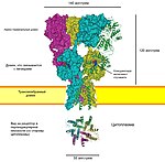 AMPA-рецептор 10 апреля 2012