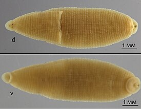 Фотография Alboglossiphonia conjugata со спинной (d) и брюшной (v) стороны